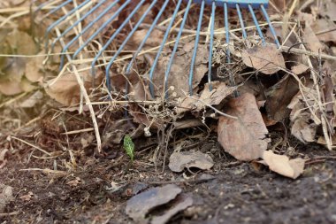 Mavi tırmıklar son yıl yaprakları bir demet kaldırmak ve onları altında yeni bir çim filiz