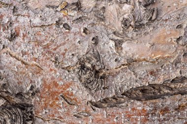 arka plan, doku, elma kabuğu, doğal, ahşap, elma ağacı, güzel,