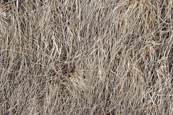 Dry Grass Background Texture Hay Old Last Year Haymaking Poster — Stock Photo, Image