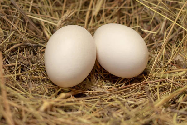 Chicken Homemade Eggs Nest Hay Hen Laid Eggs — Stock Photo, Image