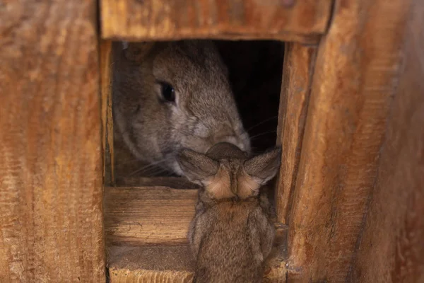 gray rabbit looks out of his wooden house baby rabbit came to his mom bunny