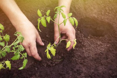 bahçede toprağa baharda domates filizi dikim