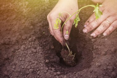 bahçede toprağa baharda domates filizi dikim