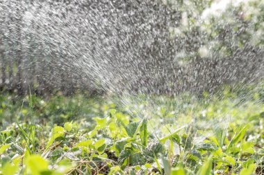 bir bölücü yaz ile bir hortum su ile bahçe sulama