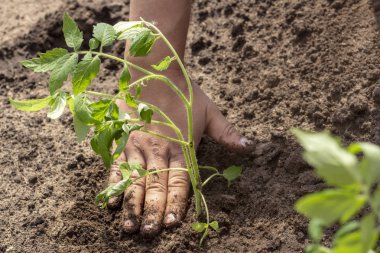 domates filizbahar Yaz güneşli gün fide zemin bitkileriniş