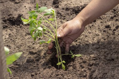 domates filizbahar Yaz güneşli gün fide zemin bitkileriniş