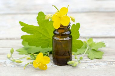 Chelidonium celandine. koyu bir şişe de çiçek ve celandine tentürü ile ot celandine