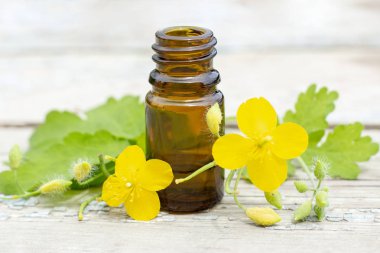 Chelidonium celandine. koyu bir şişe de çiçek ve celandine tentürü ile ot celandine