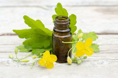 Chelidonium celandine. koyu bir şişe de çiçek ve celandine tentürü ile ot celandine