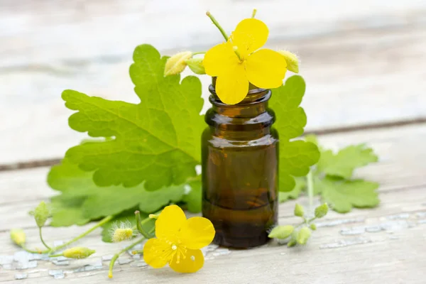 Chelidonium Celandine Celandina Ervas Com Flores Tintura Celandina Uma Garrafa — Fotografia de Stock