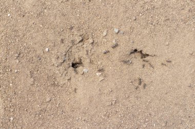 Arka plan, karıncalar koşuyor, karıncalar kordonu, birçok karınca. Yiyeceklerini karınca yuvasına taşıyan karıncalar, karıncalarla dolu, toprağın altında.