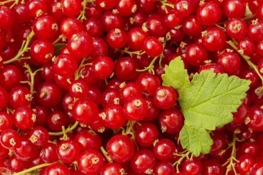 Taze seçilmiş Belçika organik redcurrants arka plan, üst görünümü. yaprak ile kırmızı frenk üzümü