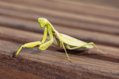 Peygamber devesi. Peygamber devesi tahta bir yüzeyde oturur. Kamera merceğine bakıyorum..