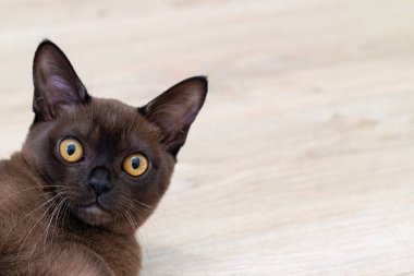 Şaşırmış bir kedinin kafası hafif bir arka planda.