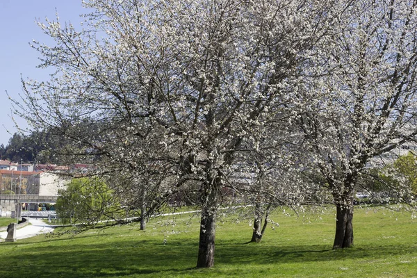 Almond trees in bloom — Stock Photo, Image