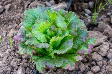 Toprakta küçük yeşil bir marul bitkisi büyüyor. Bitki küçük ve yeşildir, birkaç kahverengi noktası vardır. Toprak kahverengi ve kayalıktır, ve bitki ortasında yetişir.