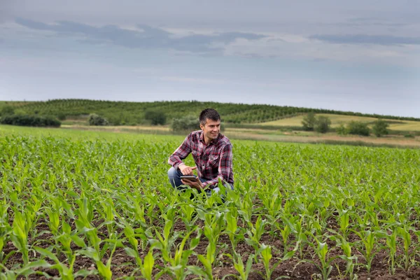 Young Handsome Farmer Tablet Squatting Corn Field Spring Agribusiness Innovation — Stock Photo, Image