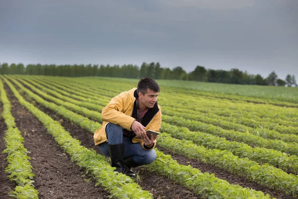 タブレットは大豆畑で春にしゃがむと若いハンサムな農家 アグリ ビジネス革新コンセプト — ストック写真