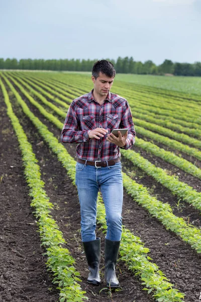 Joven Granjero Guapo Con Tableta Caminando Campo Soja Primavera Concepto —  Fotos de Stock