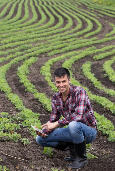 タブレットは大豆畑で春にしゃがむと若いハンサムな農家 アグリ ビジネスとイノベーションの概念 — ストック写真