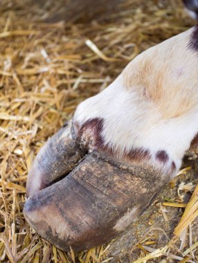 Bull'un toynak saman ahır üzerinde yakın çekim