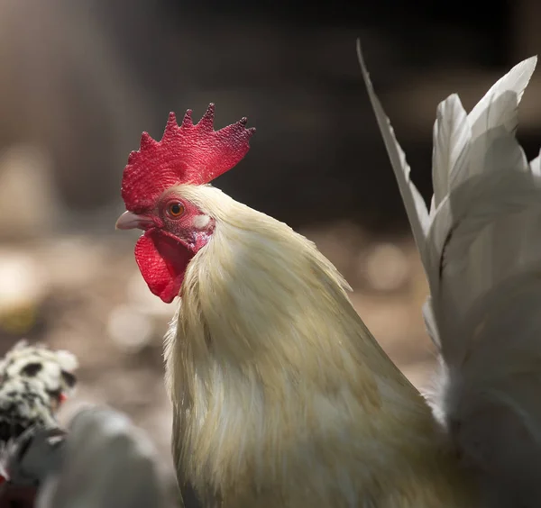 Portret Van Witte Dwerg Haan Met Grote Kuif Boerderij — Stockfoto