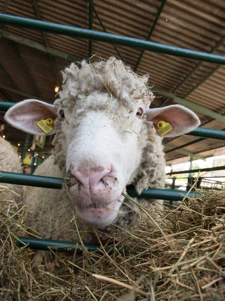 Close Sheep Head Eating Hay Barn Looking Camera Funny Animal — Stock Photo, Image