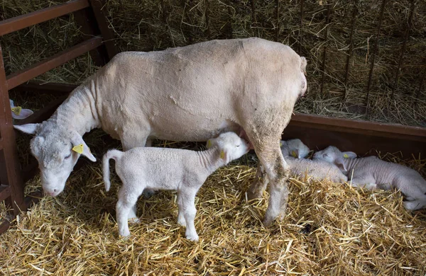 New Born Lamb Suckling Milk Mother Sheep Barn — Stock Photo, Image