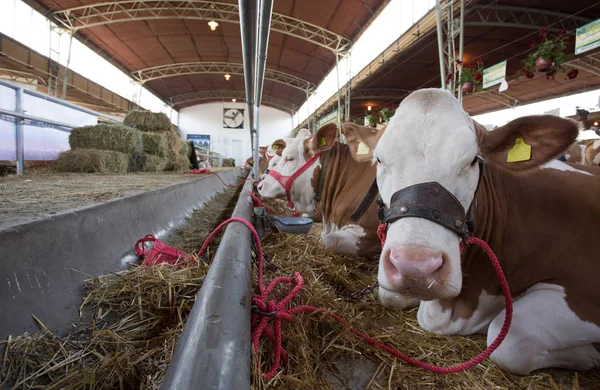 Wiersz Simmental Krowy Leżącego Słomie Stajni Krowa — Zdjęcie stockowe