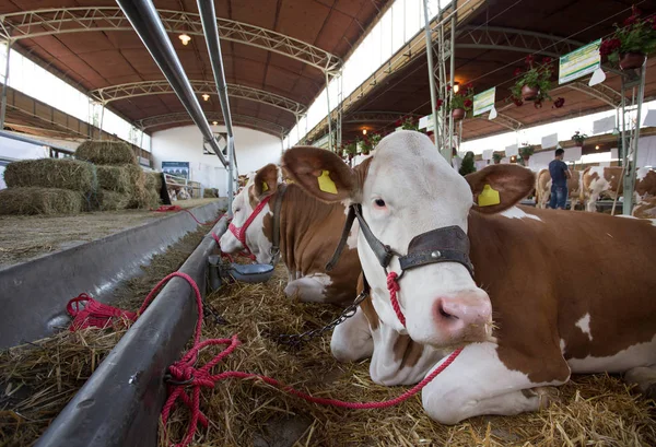 Wiersz Simmental Krowy Leżącego Słomie Stajni Krowa — Zdjęcie stockowe