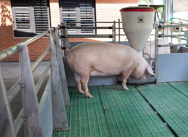 Landrace pig eating from plastic hog feeder on modern plastic flooring on ranch
