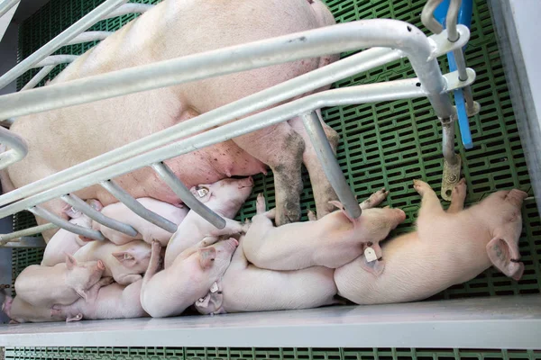 Cute Piglets Sleeping Suckling Sow Modern Clean Floor Enclosure Farm — Stock Photo, Image