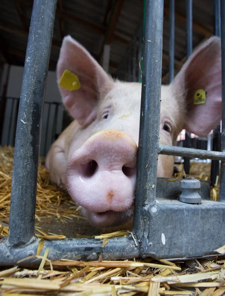 Закрыть Намордник Свиньи Милые Любопытные Свиньи Смотрящие Сквозь Металлический Забор — стоковое фото