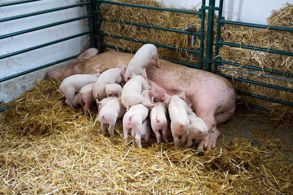 Porca Fértil Deitada Feno Leitões Amamentar Celeiro — Fotografia de Stock