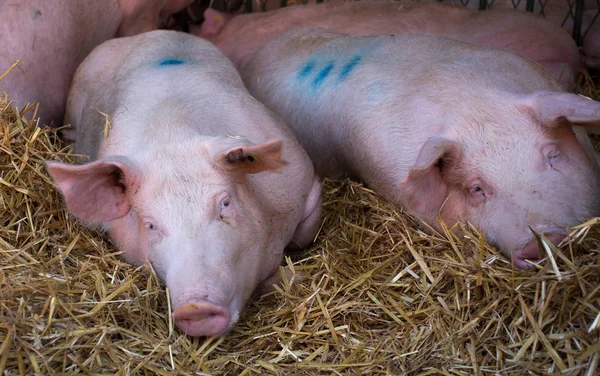 Group Pigs Large White Swine Sleeping Straw Pen — Stock Photo, Image