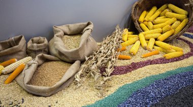 Farklı renkli tahıl tohumları sepette Mısır bob ve çuvallar içinde bitkileri Ekim sanayi için ürün yelpazesine