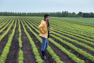 Genç yakışıklı bir çiftçi ile soya alan tablet ayakta bahar. Tarım ve İnovasyon kavramı