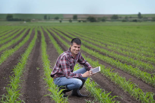 Tablet Mısır tarlasında baharda çömelme ile genç yakışıklı bir çiftçi. Tarım ve İnovasyon kavramı