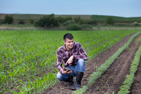 Jonge Knappe Boer Met Tablet Gehurkt Tussen Soja Maïs Velden — Stockfoto