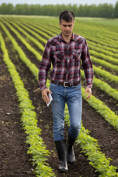 Young Handsome Farmer Tablet Walking Soybean Field Spring Agribusiness Innovation — Stock Photo, Image