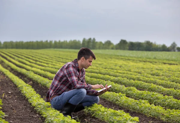 Young handsome farmer with tablet squatting in soybean field in spring. Agribusiness and innovation concept