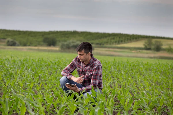 年轻英俊农夫与片剂蹲在玉米场在春天 农业企业与创新理念 — 图库照片