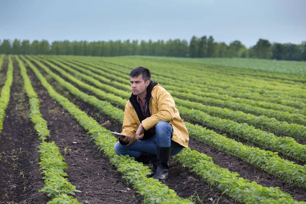 Joven Granjero Guapo Con Tableta Cuclillas Campo Soja Primavera Concepto — Foto de Stock