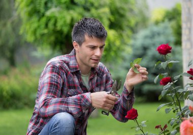 Kırmızı gül bahçesinde budama makası ile yakışıklı genç bahçıvan