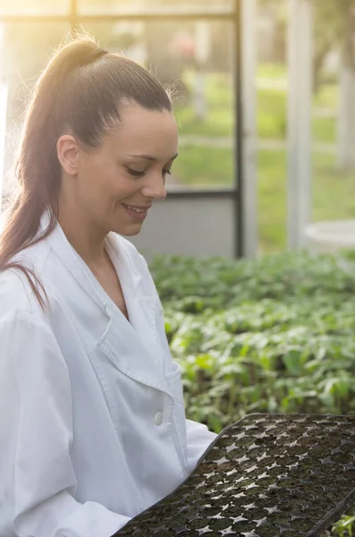 年轻漂亮的农艺师在白色大衣的温室育苗用消毒土壤的植物托盘 — 图库照片