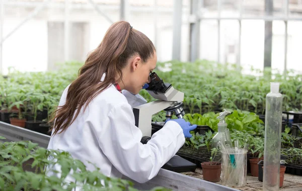 顕微鏡に座って 温室での苗の成長を監督する白いコートの若い美しい女性農学者 植物のケアと保護の概念 — ストック写真