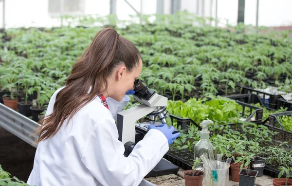 身穿白衣的年轻漂亮女农学家坐在显微镜下观察温室里幼苗的生长 植物护理和保护概念 — 图库照片