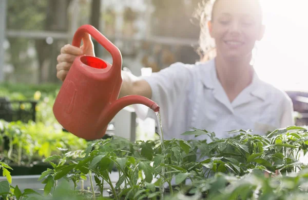 Mujer Bastante Joven Regando Plántulas Tomate Lata Agua Invernadero — Foto de Stock