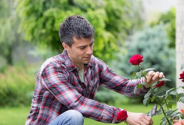 Guapo Joven Jardinero Con Tijeras Sosteniendo Hermosa Rosa Roja Jardín — Foto de Stock