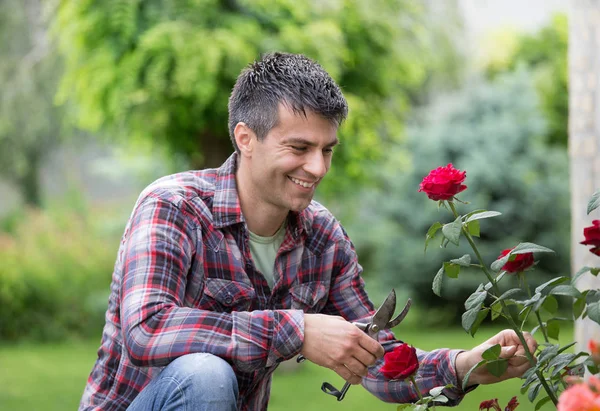 Guapo Joven Jardinero Con Tijeras Sosteniendo Hermosa Rosa Roja Jardín — Foto de Stock